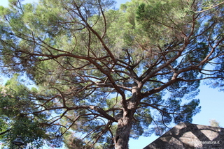 Pino parco Aniante